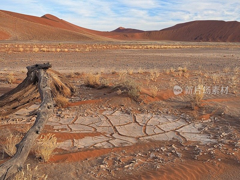 在Namib deset，枯死的金合欢树枝在干燥的泥土上